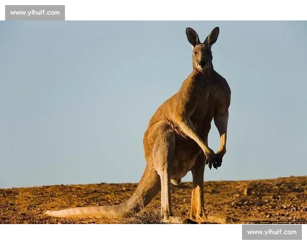 袋鼠与自然生态的斗争与生存智慧探索